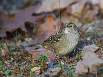 bruant  couronne dor - golden crowned sparrow