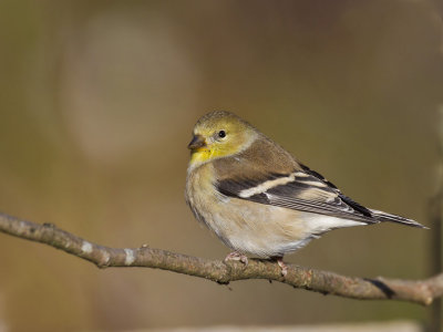 chardonneret jaune - american goldfinch