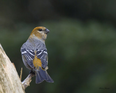 durbec des sapins - pine grosbeak