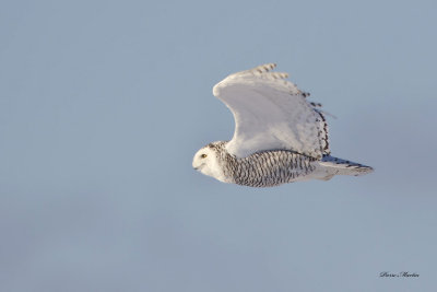 harfang - snowy owl