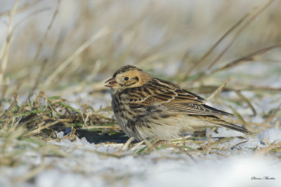 plectrophane lapon - lapland longspur