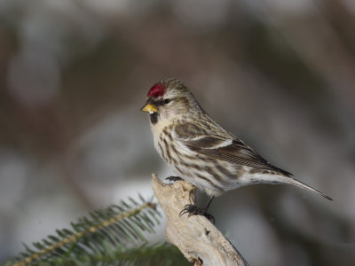 sizerin flammé - common redpoll