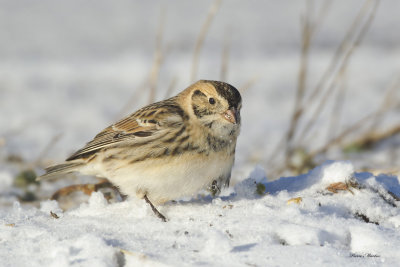 plectrophane lapon - lapland longspur