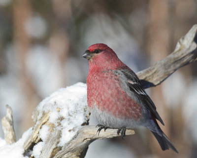 durbec des sapins - pine grosbeak