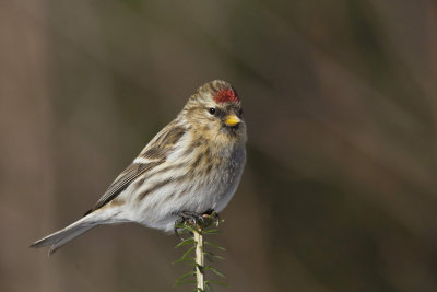 sizerin flammé - common redpoll