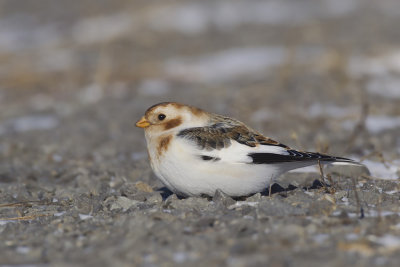 plectrophane des neiges - snow bunting