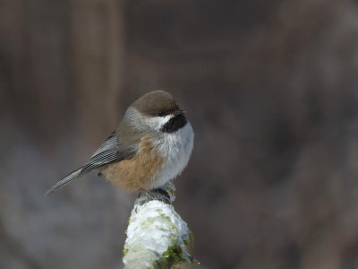 msange  tte brune - boreal chickadee