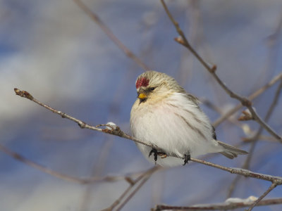 sizerin blanchtre - hoary redpoll