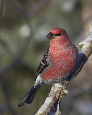 durbec des sapins - pine grosbeak