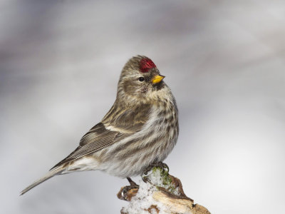 sizerin flammé - common redpoll