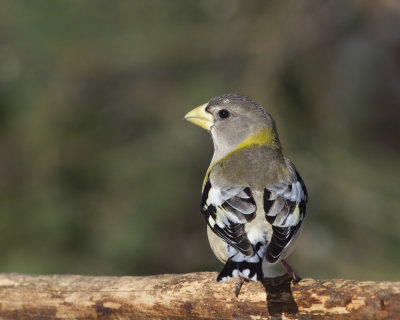 gros bec errant - evening grosbeak