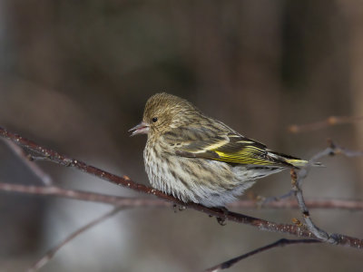 tarin des pins - pine siskin