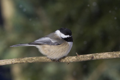 msange  tte noire - black capped chickadee