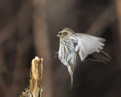 sizerin flammé - common redpoll
