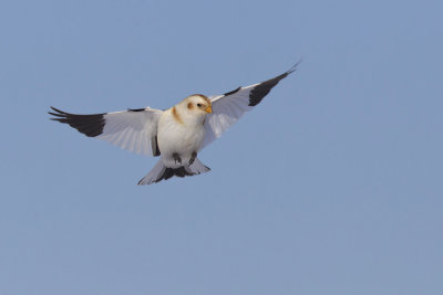 plectrophane des neiges - snow bunting