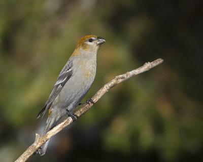 durbec des sapins - pine grosbeak