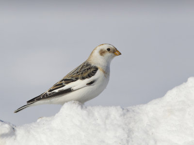 plectrophane des neiges - snow bunting