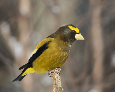 gros bec errant - evening grosbeak