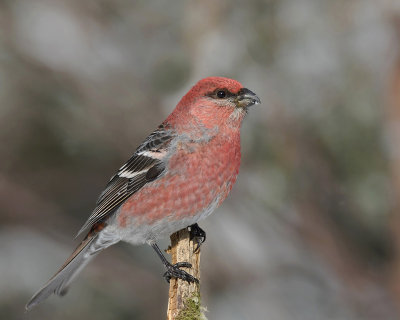 durbec des sapins - pine grosbeak