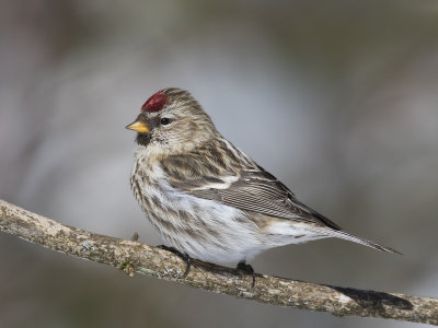 sizerin flamm - common redpoll