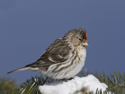 sizerin flammé - common redpoll
