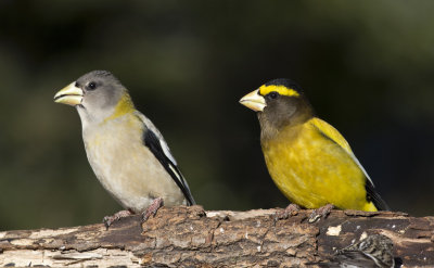 gros bec errant - evening grosbeak