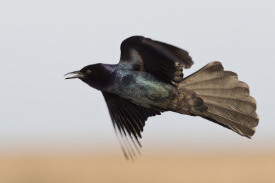 quiscale  longue queue - great tailed grackle