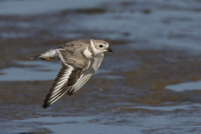 pluvier semipalm - semipalmated plover