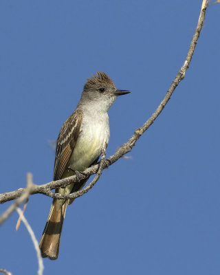 tyran  gorge cendre - ash throated flycatcher