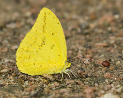 Kricogonia lyside - large orange sulfur - lyside sulfur