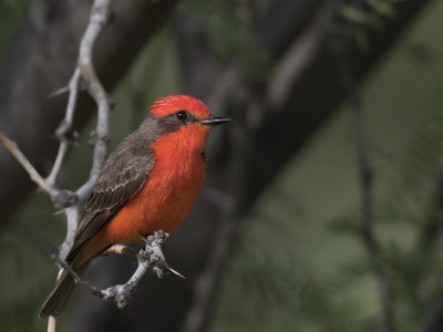 moucherolle vermillon - vermillon flycatcher