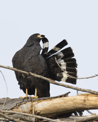 buse noire - common black hawk