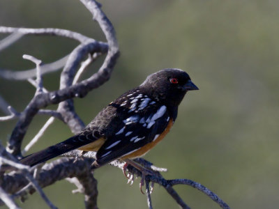 tohi tachet - spotted towhee