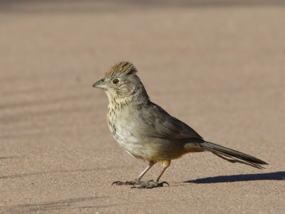 tohi des canyons - canyon towhee