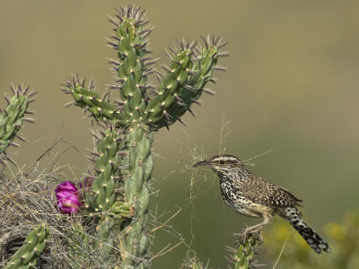 troglodyte des cactus - cactus wren