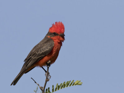 moucherolle vermillon - vermillon flycatcher