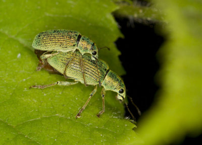 charancon vert pale - pale green weevil - polydrusus impressifrons
