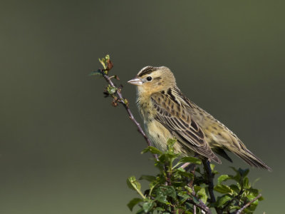goglu des prés - bobolink