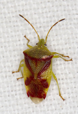 Acanthosome du bouleau - Red crossed stink bug 