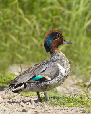 sarcelle d'hiver - green winged teal