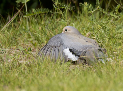 tourterelle triste - mourning dove