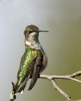 colibri à gorge rubis juv. - juv. ruby throated hummingbird