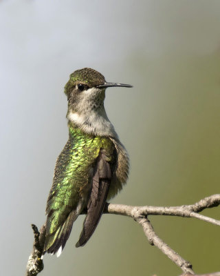 colibri  gorge rubis juv. - juv. ruby throated hummingbird