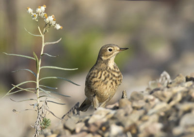 pipit d amrique - american pipit