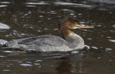 grand harle - red breasted merganser