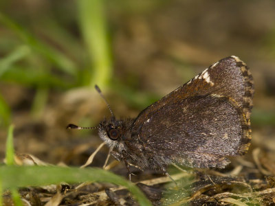 hesprie violace - common road-side skipper
