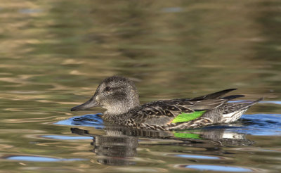 sarcelle d hiver - green winged teal 