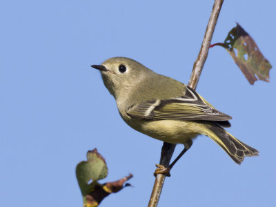 roitelet  couronne rubis - ruby crowned kinglet 