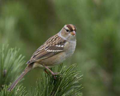 bruant  couronne blanche - white crowned sparrow 