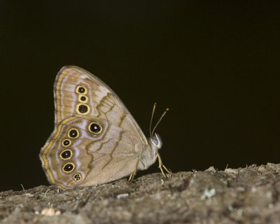 Satyre perl - Northern Pearly-eye - Enodia anthedon